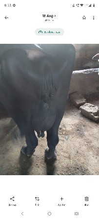 bhes vechvani che