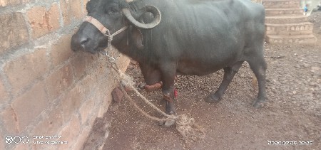 ભેંસ 20દિવસનીકાચી