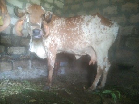 ગીર ગાય વેચવાની છે