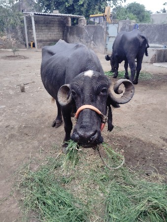 ભેસ વેચવાની સે