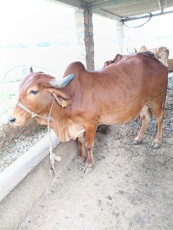 વેસવાની છે