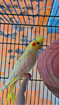 Cockatiels