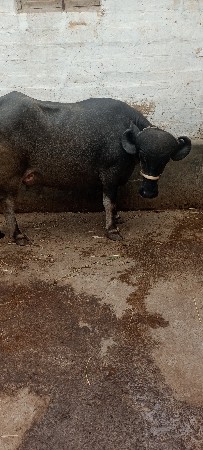 પેલું વેતર ખડેલી