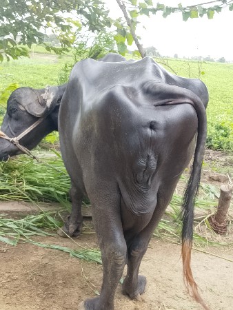 ભેંસ વેસવાની સે