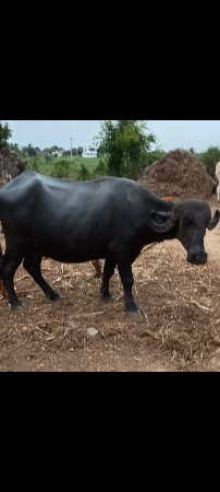 ભેંસ વેચવાની છે