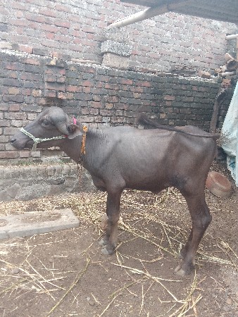 1.5 વષૅ નિ પાડી છે