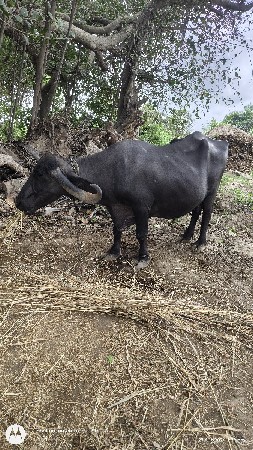 ભેંશ વેચવા ની છે