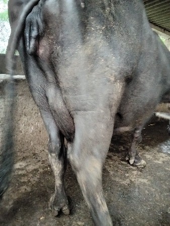 8 મહિનો ગાભણ છે
