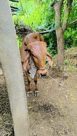 hodaki veshvani chhe