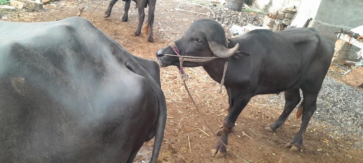 પાડો વેશવાનો છે