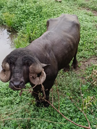 પાડો વેચવાનો છે