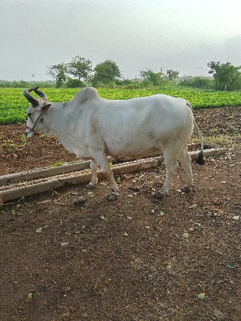 બળદ વેચવાનો છે