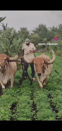 બરધ વેશવાના છે
