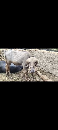પાડો વેચવાનો છે અઢી વર્ષનો છે.