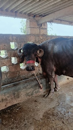 ભેંસ ને ખડેલી વેચવા ની છે