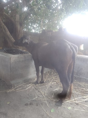 ખડેલી વેચવા સે અઢી વરની