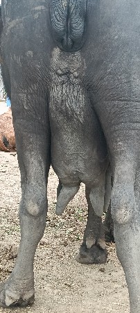 આ ભેંશ વેચવાની છે