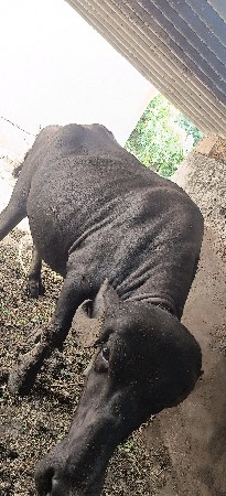ભેંસ વેચવાની છે.