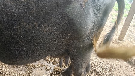 ભેચ વેસવાનિ છે