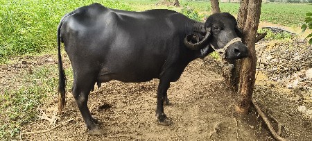 ભેંશ વેચવાની છે