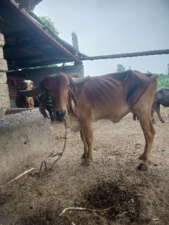 આ ગાય વેચવાની છે