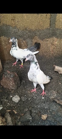 કબૂતર વેચવા ન છે