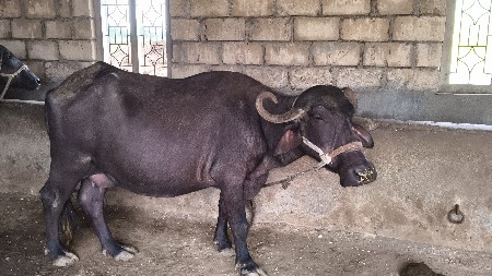 ભેંસ વેચવાની છે