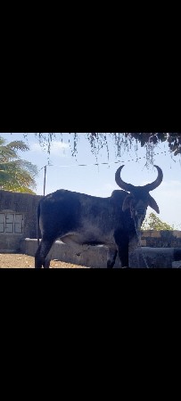 બળદ વેસવાના છે.