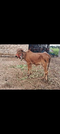 ગીર વડથી વેચવાની છે