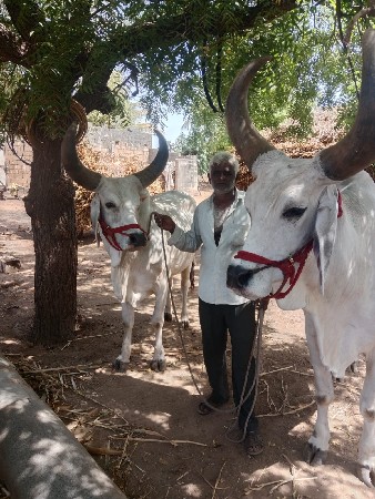 બણદ