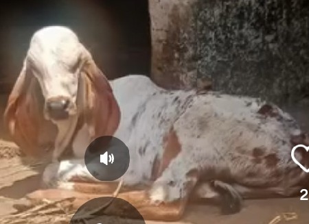 વાછડ