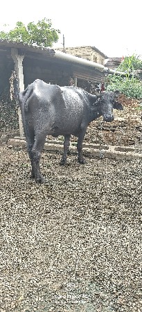 ભેંસ વેચવાની છે