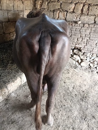 ભેંસ વેચવાની છે