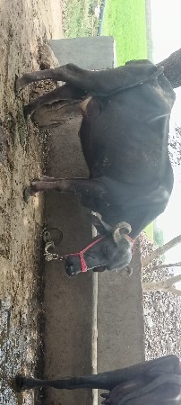 ખડેલી વેચવાની છે