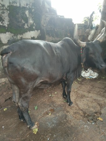 વેચવાની છે