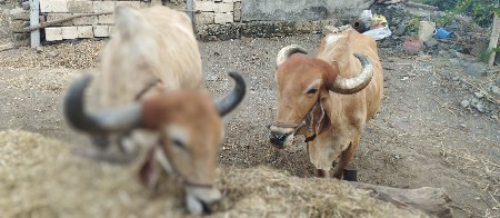 વેચવાના છે