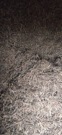 ભુકો વેચવાનો છે  કોરો
