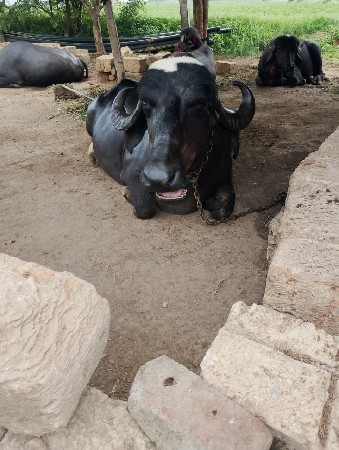 ભેંસ વેચવાની છે નંબર 8200543044