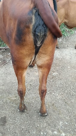 પેલું વેતર