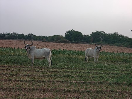 વઢિયારા ગોધલા ધર ત્રીજી