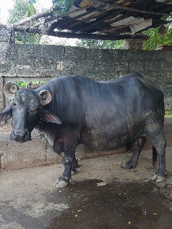 રાજુ ઝાલા