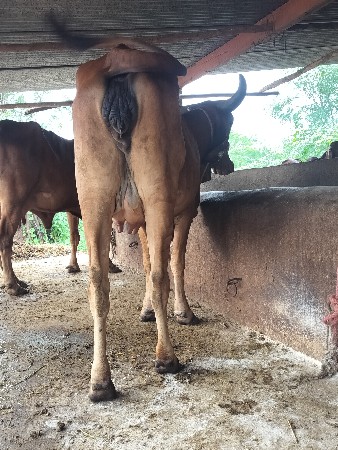 ગાય દેવાનિછે