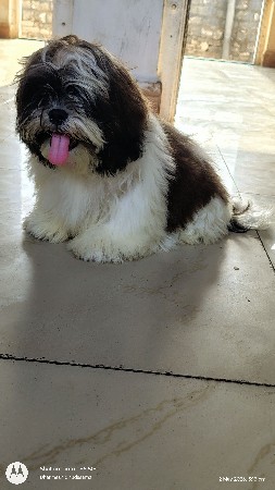 shitzu
