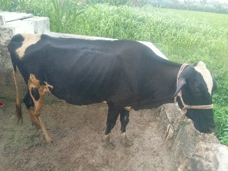 ૧૫  દિવસ ની કાચી