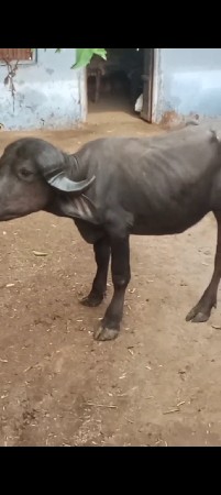 પાડી આપવા ની છે