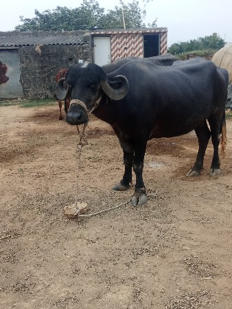 bhes vechvani che