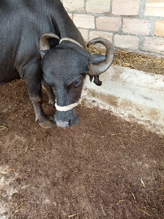 ખડેલી વેચવા ની છે.