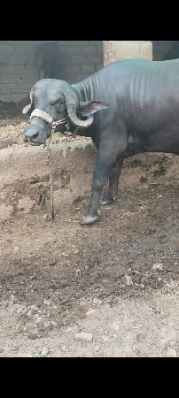 ભેંસ વેચવાની છે