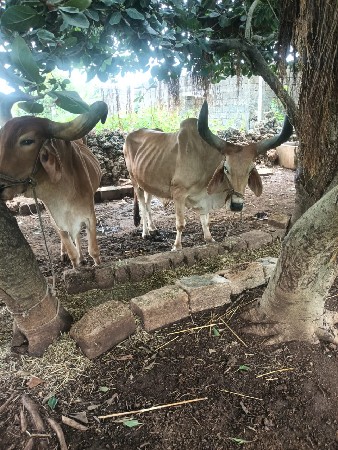 બળદ વેચવાના સે