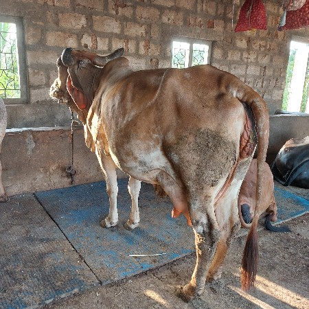 ગાય આપવાની છે બીજુ વેતર  વીયાગય